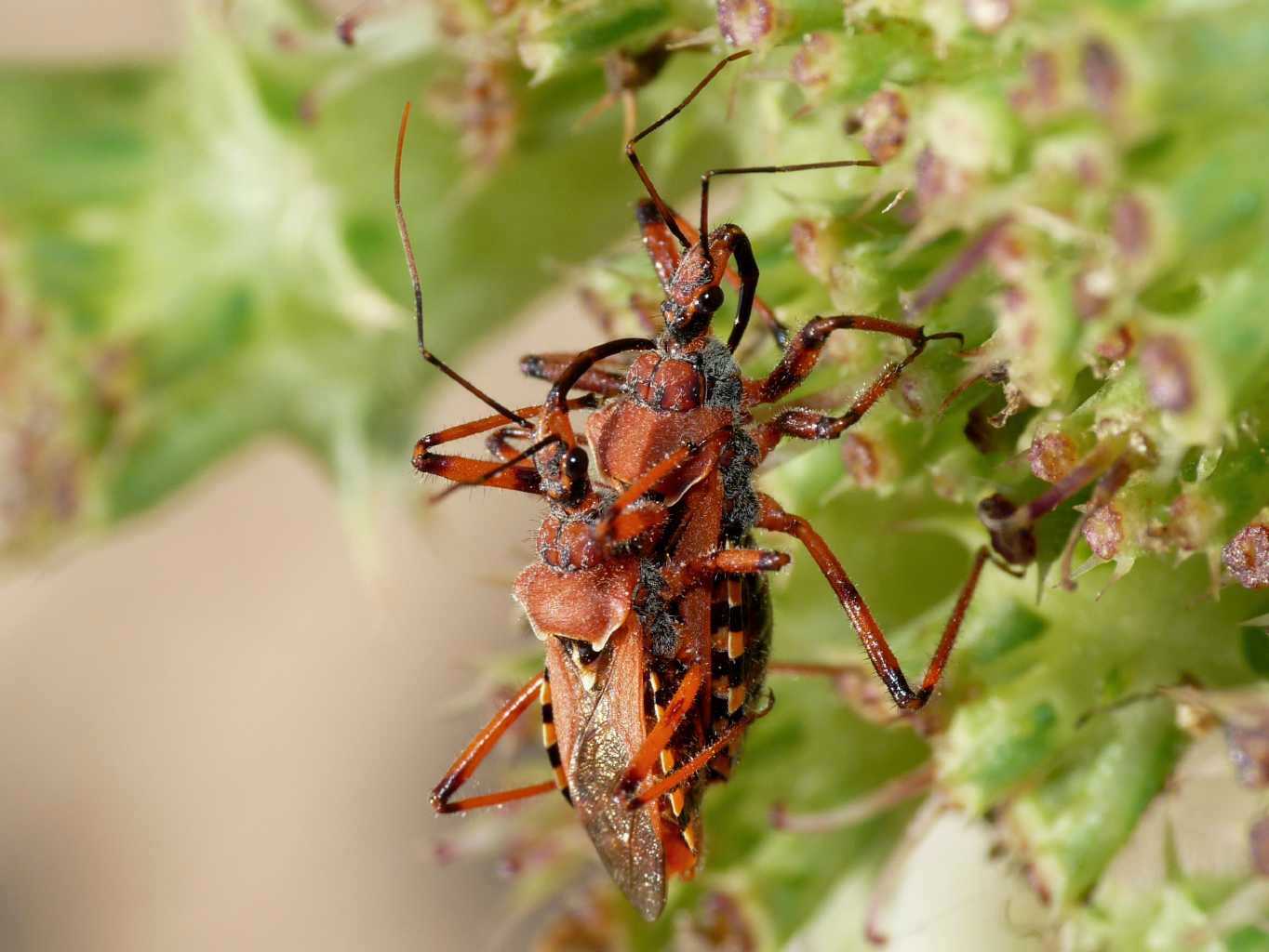 Rhynocoris erythropus in accoppiamento